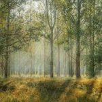 лес, деревья, флора, растения, биом, солнечный свет, трава, природа, пейзаж