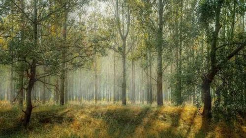 лес, деревья, флора, растения, биом, солнечный свет, трава, природа, пейзаж