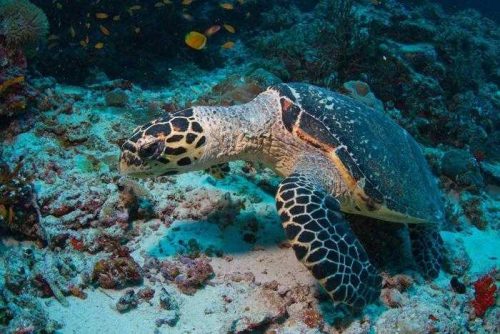 Самые ядовитые животные планеты Земля - список, фото и характеристика