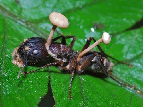 Какие выделяют основные среды обитания живых организмов - виды и краткое описание