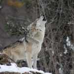 волк, одиночка, вой, воющий, животные, фауна, хищник, снег, природа