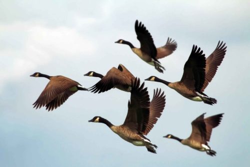 дикие гуси, птицы, животные, фауна, природа, небо, полет, летят,