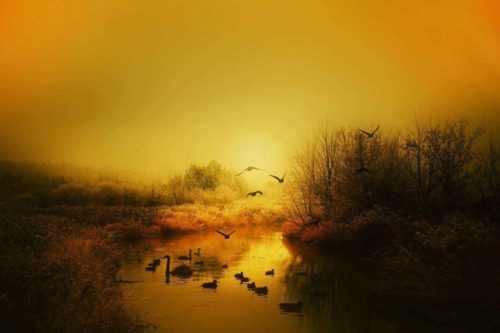 птицы, река, утки, лебедь, осень, рассвет, восход солнца, новый день, полет, природа