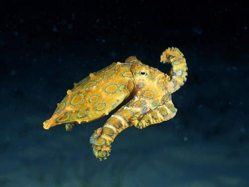 Класс цефалоподы: описание, типы, особенности и фото головоногих моллюсков