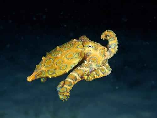 Доклад-сообщение на тему: "Беспозвоночные животные"