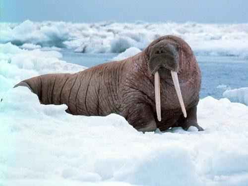 Животные холодных районов мира — характеристика, интересные факты и фото
