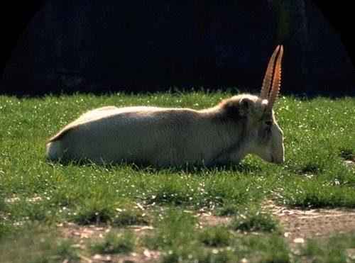 Какие животные обитают в степи? Названия, фото и характеристика