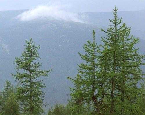 Растительный мир Свердловской области - список, характеристика и фото