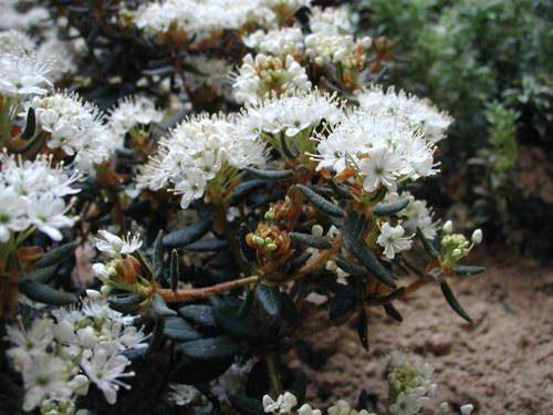 Растительный мир Новосибирской области - список, характеристика и фото