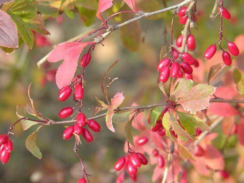 Редкие растения из Красной книги Забайкальского края — список, характеристика и фото