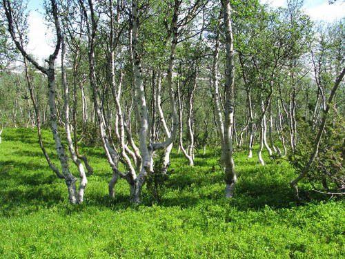 Растительный мир Новосибирской области - список, характеристика и фото