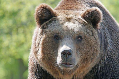 Животный мир Урала - список, характеристика и фото