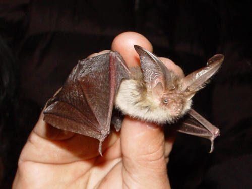 Редкие животные из Красной книги Хабаровского края — список, характеристика и фото