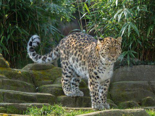 Какие животные занесены в Красную книгу России - список редких видов, фото и характеристика