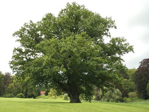 Растительный мир Московской области - список, характеристика и фото