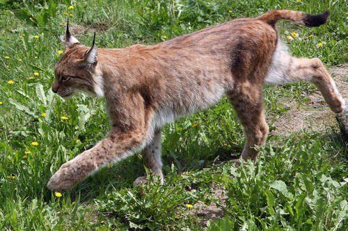 Животный мир Урала - список, характеристика и фото