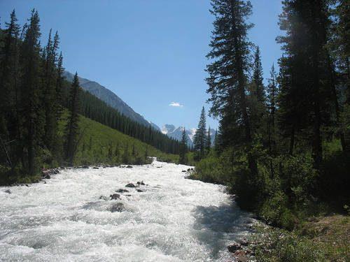 Растительный мир Урала - список, характеристика и фото