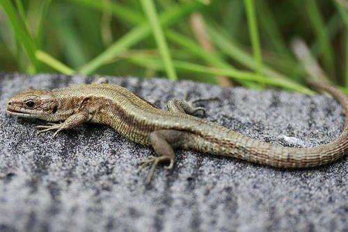 Животный мир Московской области - список, характеристика и фото