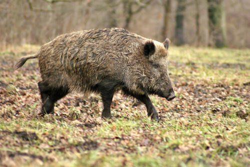 Животный мир Московской области - список, характеристика и фото