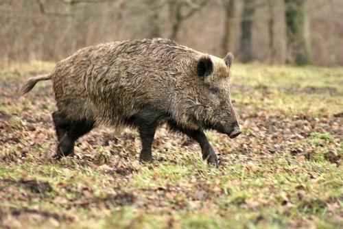 Доклад-сообщение на тему: "Животные леса"