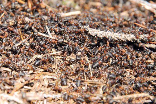 Каково значение животных в природе и жизни человека? 20 примеров, почему животные важны