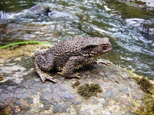 Животный мир Московской области - список, характеристика и фото