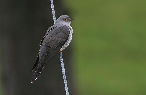 Птицы средней полосы России - список, характеристика и фото