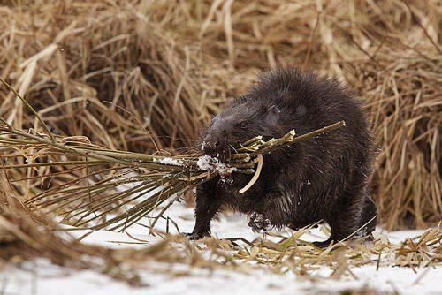 Каково значение животных в природе и жизни человека? 20 примеров, почему животные важны