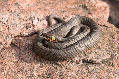 Флора и фауна болота - Какие животные обитают на болоте?