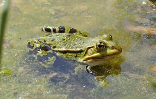 Каково значение животных в природе и жизни человека? 20 примеров, почему животные важны