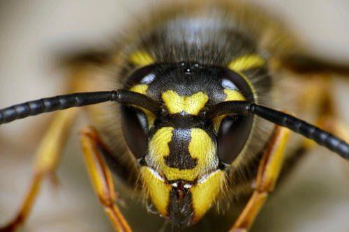 Какие насекомые смертельно опасные для человека - список, фото и описания