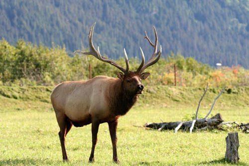 Животные холодных районов мира — характеристика, интересные факты и фото