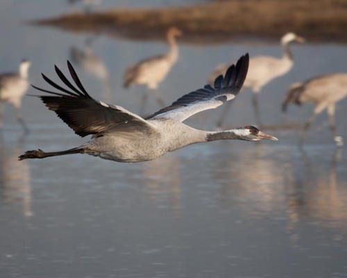 Птицы средней полосы России - список, характеристика и фото