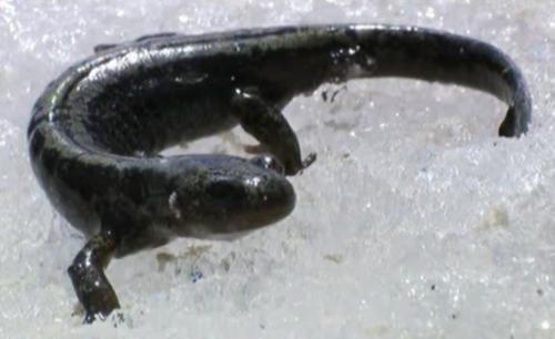 Редкие животные из Красной книги Алтайского края — список, характеристика и фото