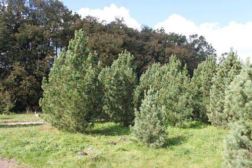 Какие растения произрастают в лесной зоне России - список, характеристика и фото