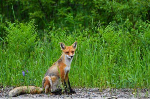 Животный мир Урала - список, характеристика и фото