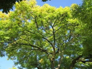 Какие растения встречаются и растут в Европе? Список видов, фото и описание