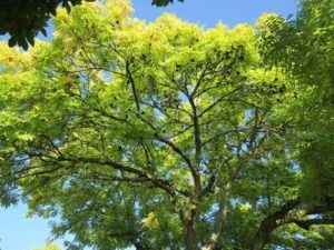 Растительный мир, или флора Земли