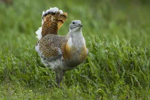Редкие животные из Красной книги Алтайского края — список, характеристика и фото