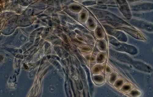 Пищевая цепь — определение, типы, значение, трофические уровни и схемы