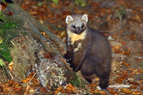 Животный мир Московской области - список, характеристика и фото