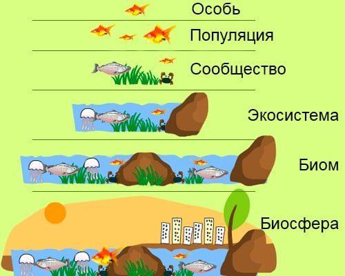 Экологическая система — понятие, суть, типы и уровни