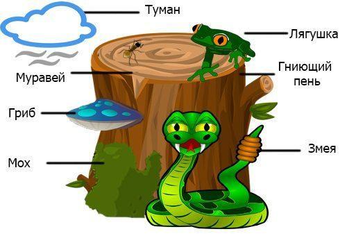 Экологическая система — понятие, суть, типы и уровни