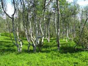 Какие растения встречаются и растут в Европе? Список видов, фото и описание