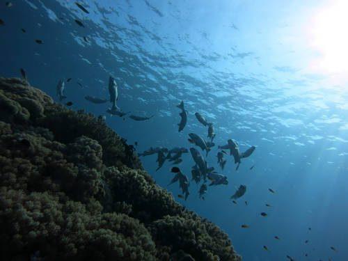 Экологическая система — понятие, суть, типы и уровни