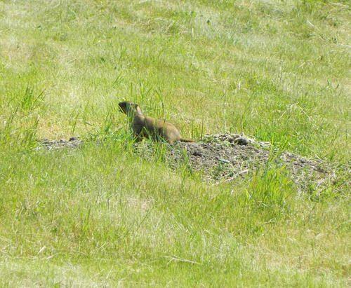 Какие животные обитают в степи? Названия, фото и характеристика