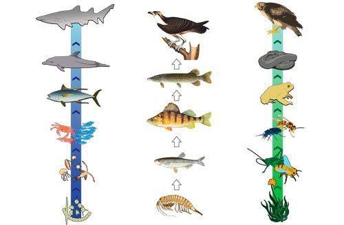 Пищевая цепь — определение, типы, значение, трофические уровни и схемы
