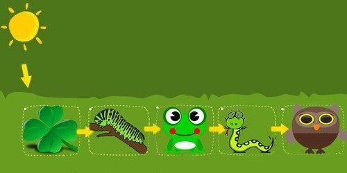 Экологическая система — понятие, суть, типы и уровни