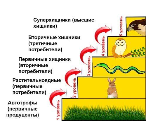 Пищевая цепь — определение, типы, значение, трофические уровни и схемы