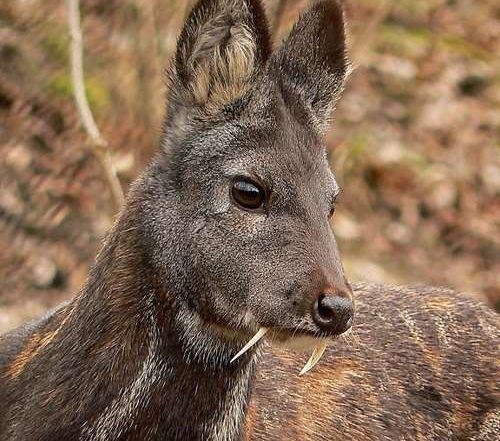 Животный мир Байкала — список, характеристика и фото